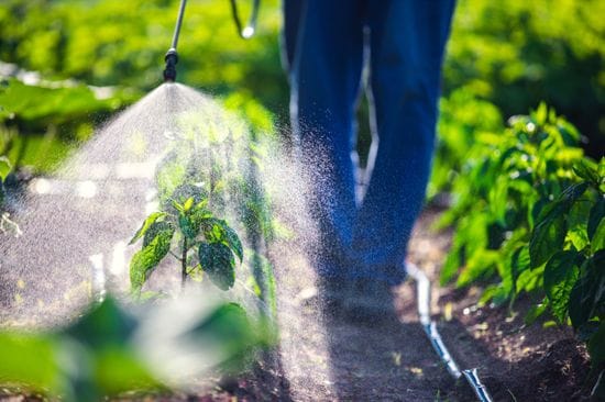 All You Need to Know About Commercial Greenhouse Pest Management